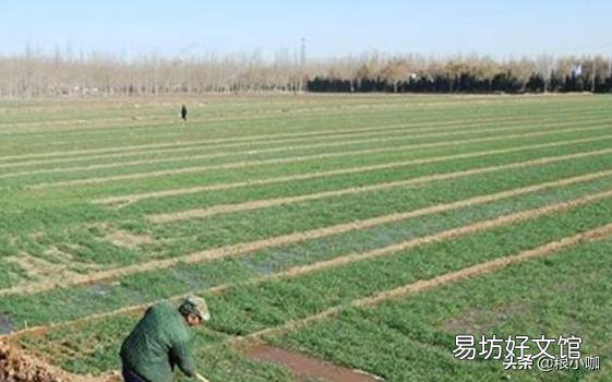 农村俗话“小寒雨蒙蒙,明年春天倒春寒”,农业生产该注意什么?