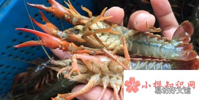 小龙虾怎么清洗和处理?