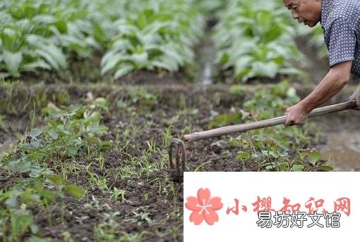 关于下雨的农谚或俗语有哪些?