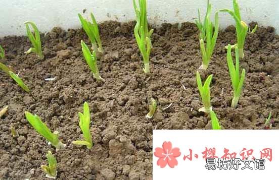 大蒜種植時間和方法是什么？