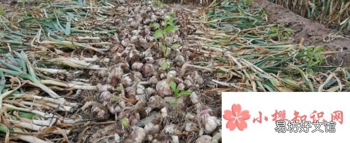 大蒜種植時間和方法是什么？