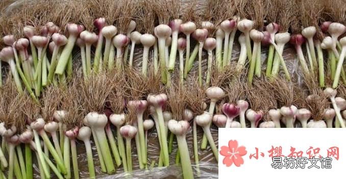 大蒜種植時間和方法是什么？