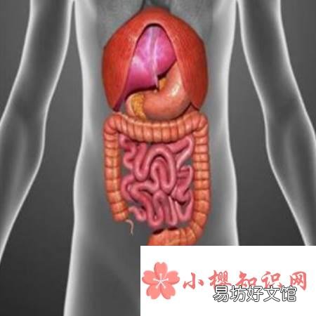 食物主要消化和吸收的部位是哪？