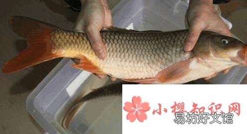 全国最有名的鱼有哪些？
