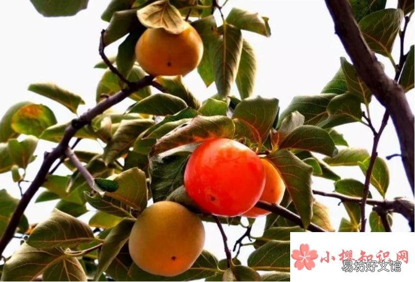 怎么嫁接柿子树