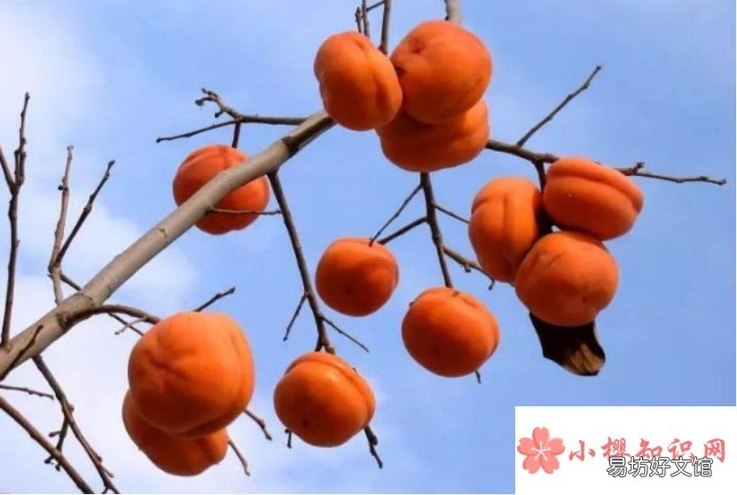怎么嫁接柿子树