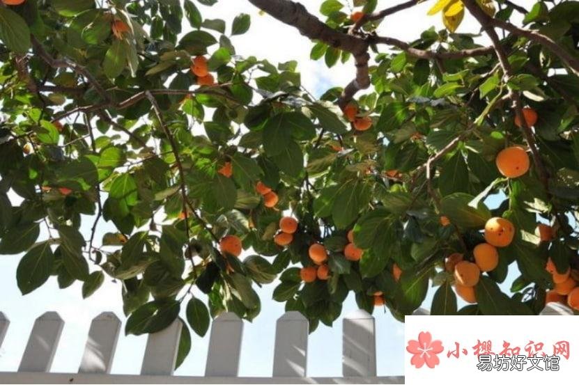 怎么嫁接柿子树