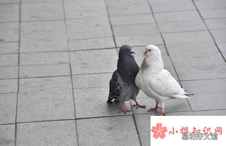 怎么轰走空调外机的鸽子