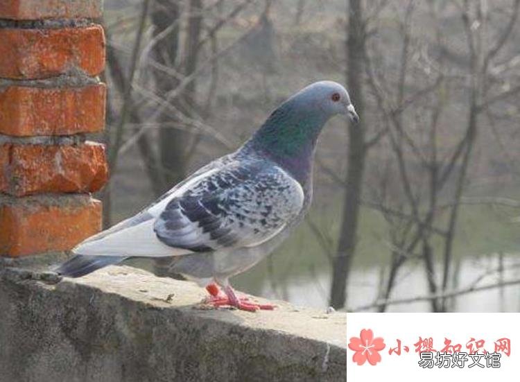怎么轰走空调外机的鸽子