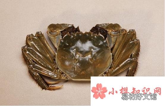 哪些食物可以帮助回奶