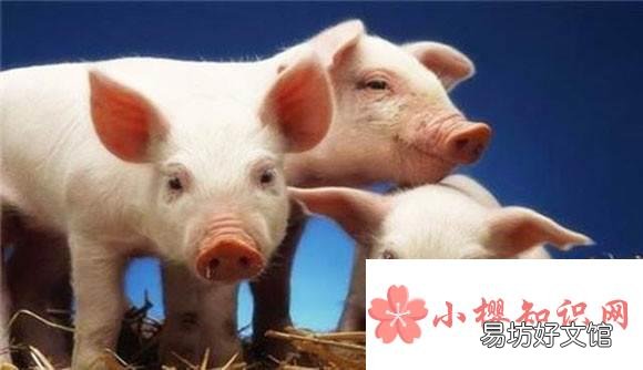 1972年1月属什么生肖属相?