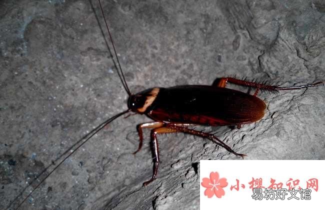 蟑螂防治最有效的方法是什么？