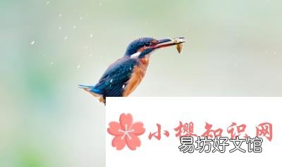 翠鸟是什么