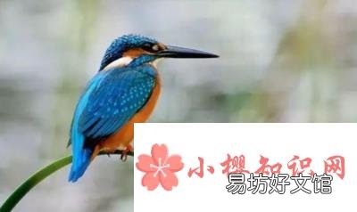 翠鸟是什么