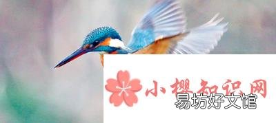翠鸟是什么