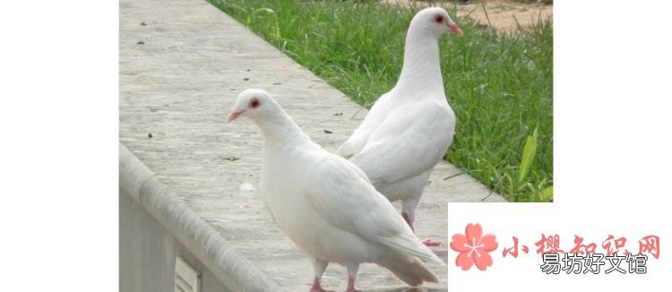 鸽子怎么养