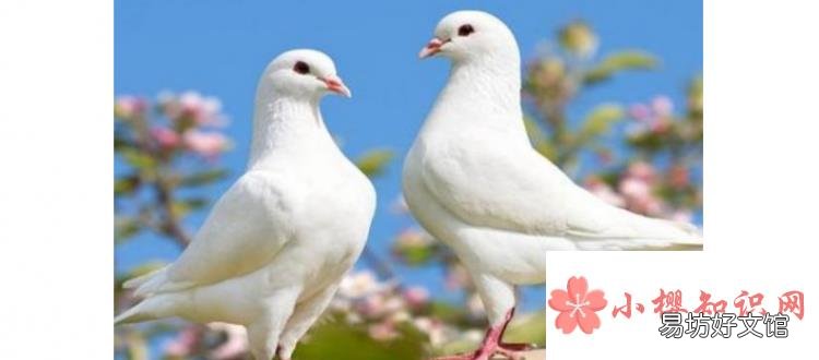 鸽子怎么养