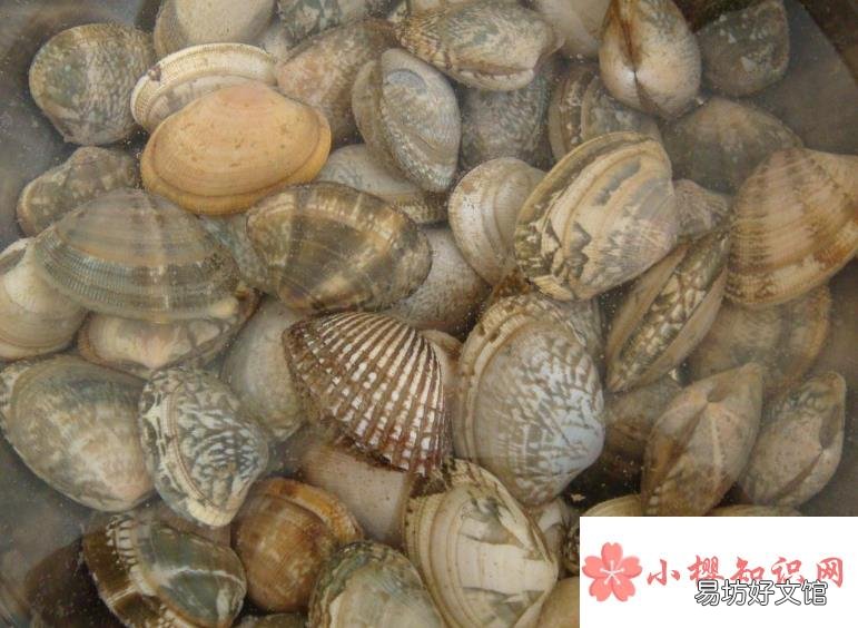 花蛤吐沙最快的方法是什么？