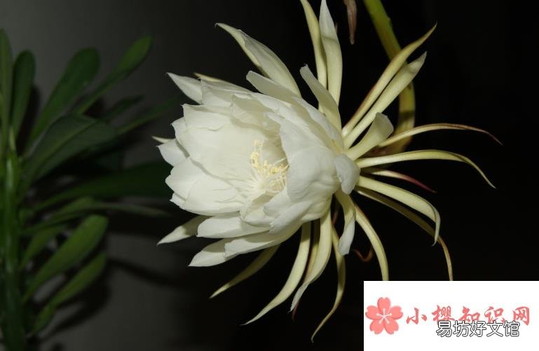 昙花的花语和象征意义是啥?
