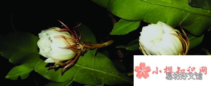 昙花的花语和象征意义是啥?