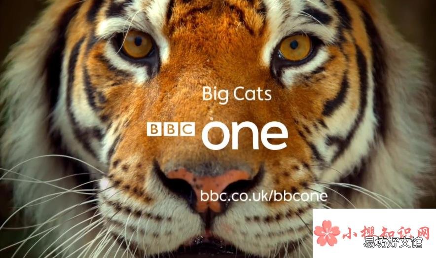 bbc是什么意思？