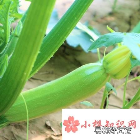 北瓜是什么瓜？