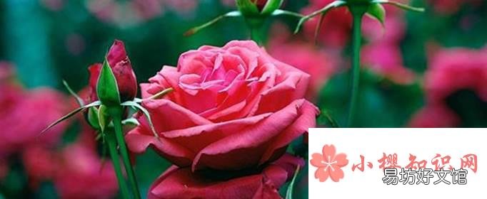蔷薇是什么东西？
