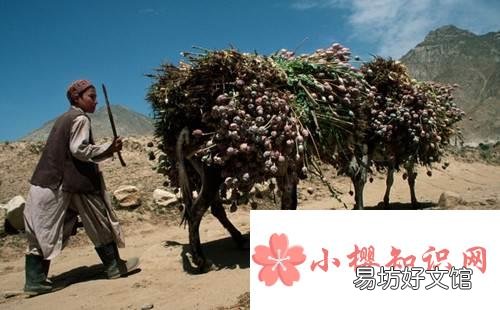 阿富汗有什么资源?