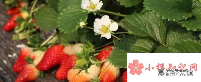 草莓的花是什么颜色?
