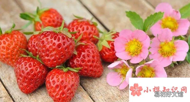 草莓的花是什么颜色?