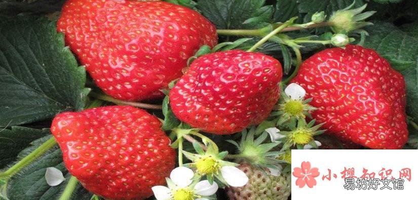 草莓的花是什么颜色?