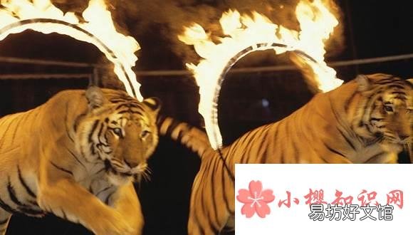 马戏团的动物合法吗?