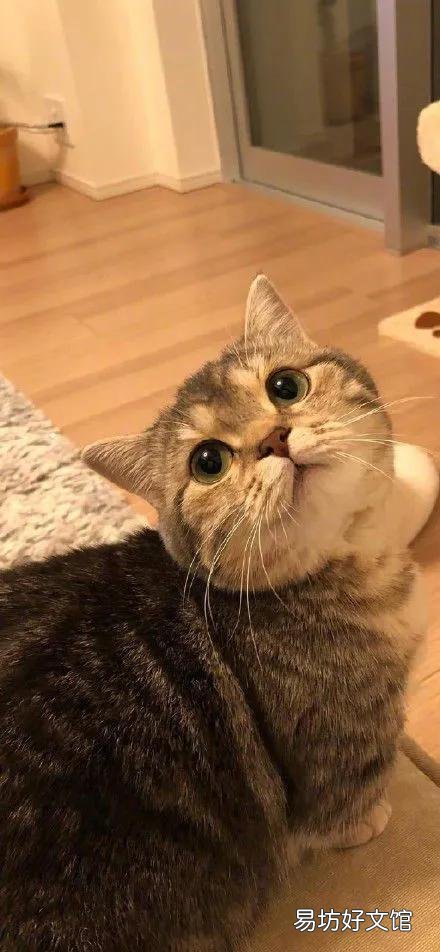 猫咪图片大全大图(小猫图片大全可爱)