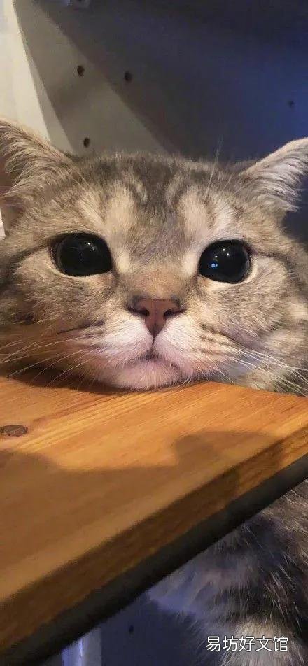 猫咪图片大全大图(小猫图片大全可爱)