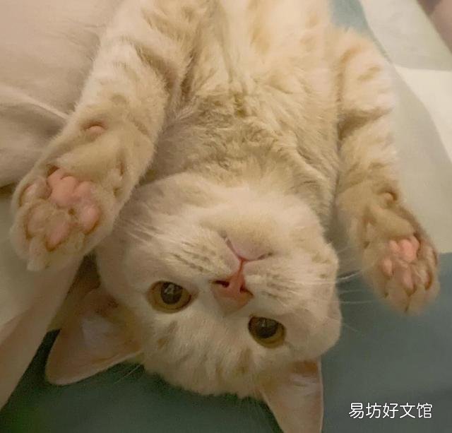 猫咪图片大全大图(小猫图片大全可爱)