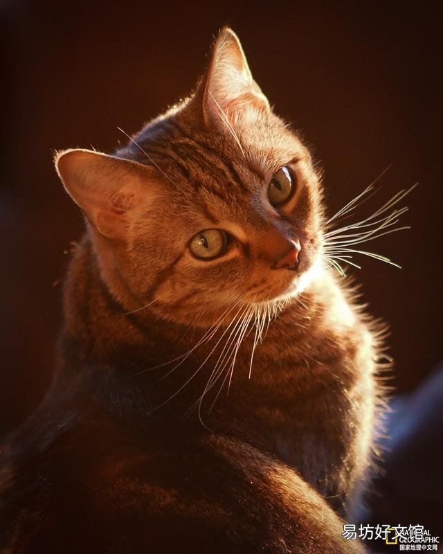 虎斑猫的性格特点(虎斑猫图片)