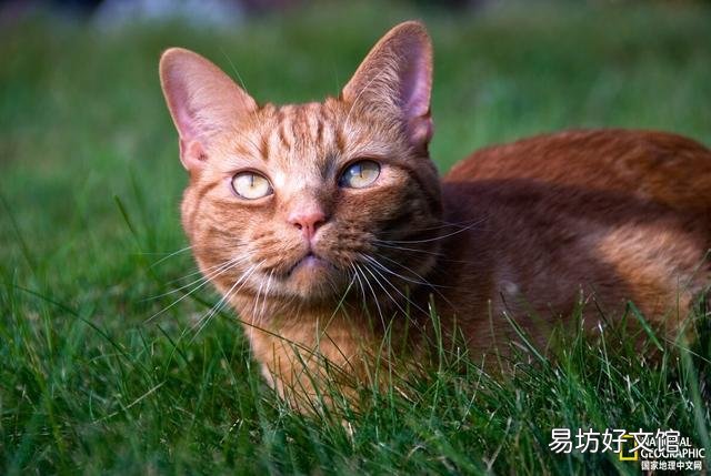 虎斑猫的性格特点(虎斑猫图片)