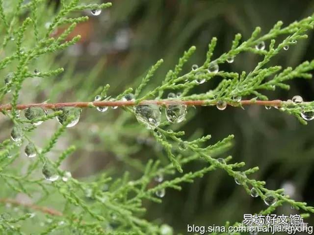 猫毛草的功效和作用(猫毛草图片)