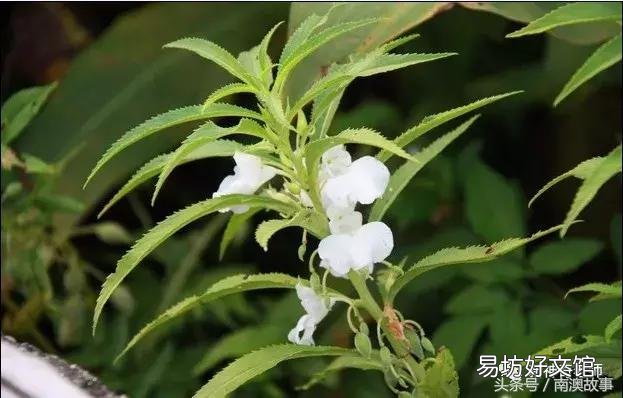 猫毛草的功效和作用(猫毛草图片)