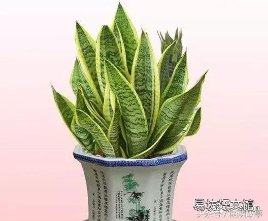 猫毛草的功效和作用(猫毛草图片)