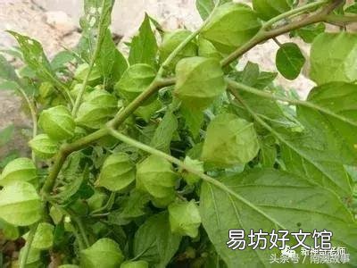 猫毛草的功效和作用(猫毛草图片)