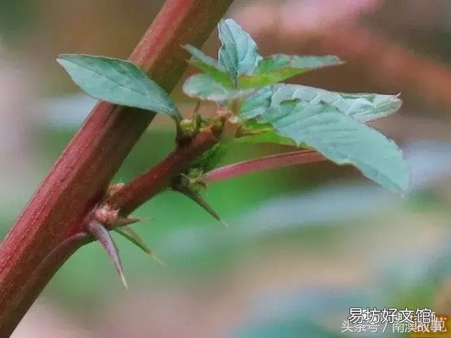 猫毛草的功效和作用(猫毛草图片)