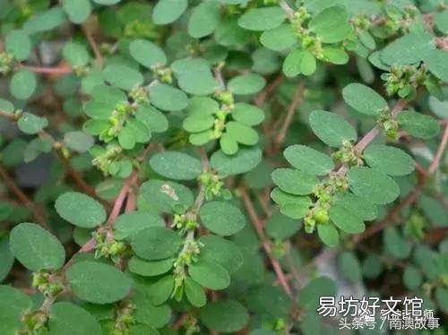 猫毛草的功效和作用(猫毛草图片)