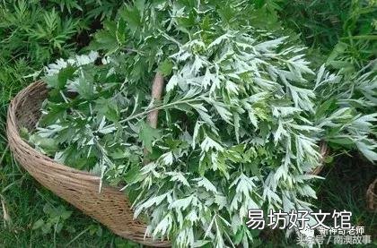 猫毛草的功效和作用(猫毛草图片)