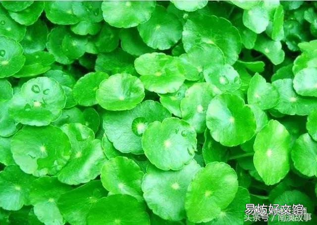 猫毛草的功效和作用(猫毛草图片)