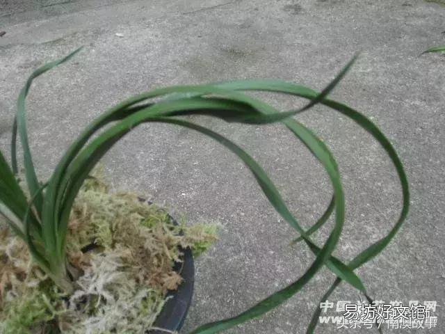 猫毛草的功效和作用(猫毛草图片)