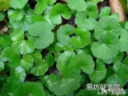 猫毛草的功效和作用(猫毛草图片)