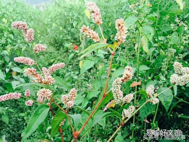 猫毛草的功效和作用(猫毛草图片)