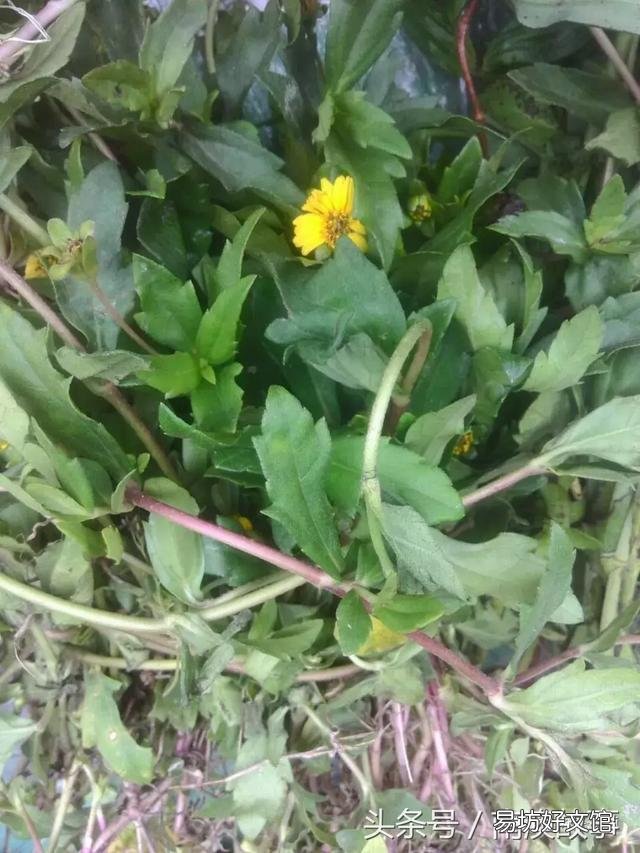 猫毛草的功效和作用(猫毛草图片)