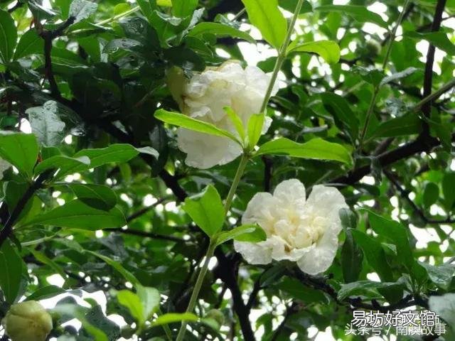 猫毛草的功效和作用(猫毛草图片)